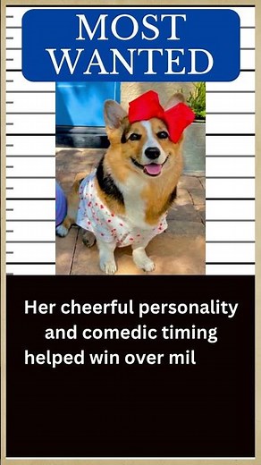 DOG Hall of Fame: Meet OLIVIA, the Queen Corgi from Hammy and Olivia duo 🐶