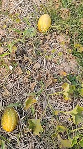 41K views · 2.3K reactions | ปลูกแตงไทยแบบทิ้งๆผลปรากฏว่าอร่อยเกินคาด | Farming Thailand เพาะปลูกประเทศไทย | Facebook