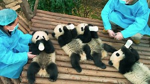 The Trailer for IMAX Original Film Pandas is Unbearably Adorable