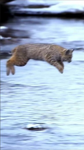 Bobcat’s Amazing Long Jump Will Leave You in Awe!