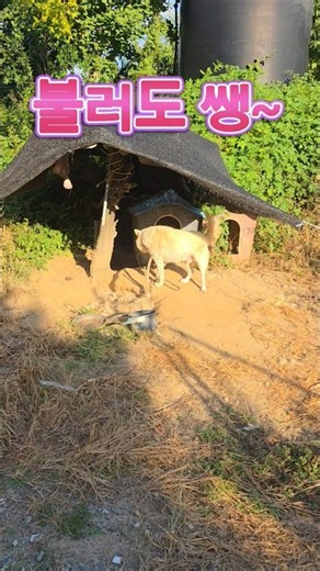 불러도 쌩~ 집으로 들어가는 개🤣#강아지 #웃긴강아지 #시골개 #그리고잠시후
