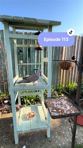 Birb Watching Gal - Episode 113 A full bird station ready for the wild birds #magpie#dove#pigeon#birdwatch#birdfeeder
