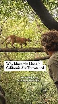 Why Mountain Lions in California Are Threatened