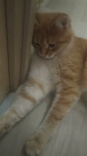 Beautiful Cat You Can’t Stop Watching | Cute Cat Video for Cat Lovers