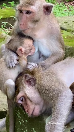 Monkeys Fam នៅលើ TikTok