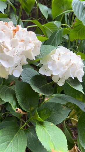 🌸 Burnt edges or crispy blooms on your hydrangeas? You’re not alone, mine were very sad 🥺 . Hydrangeas are one of the first plants to show stress during hot weather, strong sun and drying winds. Their soft leaves and large flower heads can scorch quickly — especially during heatwaves or sudden temperature spikes. 🌿 Why hydrangeas burn: • Too much harsh afternoon sun • Inconsistent or shallow watering • Roots overheating in pots or dry soil • Newly planted or not fully established 💧 How to he