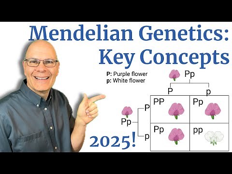 Mendelian Genetics: Basic Concepts Explained for AP Bio Students