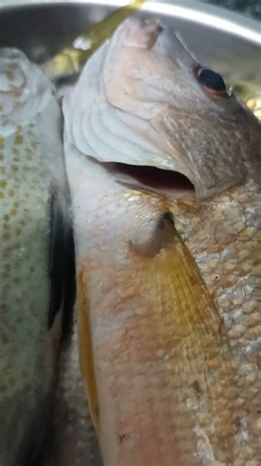 That fish still alive #lutongilokano #cooking #asianfood #sarapyan #ofwhklife #ofwhklife #yummyyy