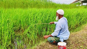 Fishing in Rice Field | Old Man Hunting Koi fish in Village by Hook | Fishing & Village Tradition