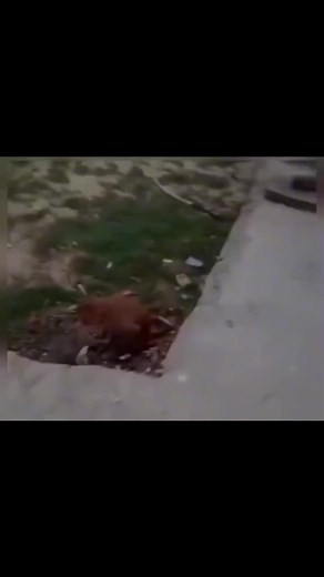 #zombie#mutant#monke#monkeys #fypシ | zombie monkey