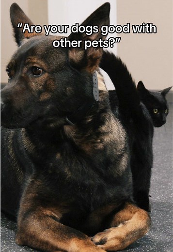 All of our protection dogs are raised to be part of the family, including getting along with other pets! Many of our clients have kids, small dogs, or cats, so we make sure their new Elite Family & Estate Protection Dog fits right in. We do this by training in a real home environment, not just a facility. And if you’re wondering—yes, even our facility cat, Zoe, absolutely loves the dogs! #protectiondogs #familyprotection #personalsecurity #elitedogs #canineprotection #dogtraining