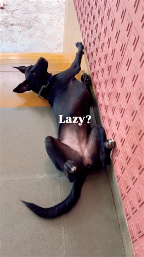 My dog has some serious confessions to make 🧐 #dogshorts #pets