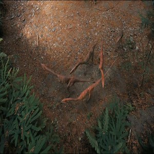 Coelophysis, a small but efficient predator and one of the earliest dinosaurs to appear, grew up to 9 feet long and weighed around 100 pounds. Its slender build and strong leg bones reveal an ability for swift, agile movement, while three sharp, clawed fingers on each hand helped it grasp and hold struggling prey. Large eye sockets suggest keen vision, making Coelophysis a highly effective hunter despite its size. Living in the harsh landscapes of the Triassic Southwest, it faced constant danger