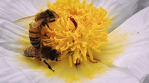 From wildflowers to rescued hives, Charlie Bee Company is creating something special through bees, education, and habitat preservation. 🐝✨ With support from a GROW Your AgriRoots grant, Charlie planted fruit trees, built a garden, and began working toward rainwater capture — all to create a space where visitors can learn, ask questions, and experience the magic of bees firsthand. 📍: Seguin, TX We’re excited to continue celebrating stories like Charlie’s. More coming soon. Learn more: https://b