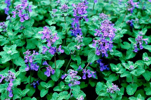 Catmint vs. Catnip: Know the Differences Before You Plant