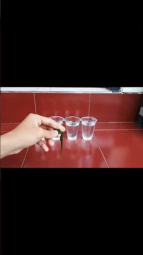 HOW TO CULTIVATE MOSS EASY 🤤 #short #diy