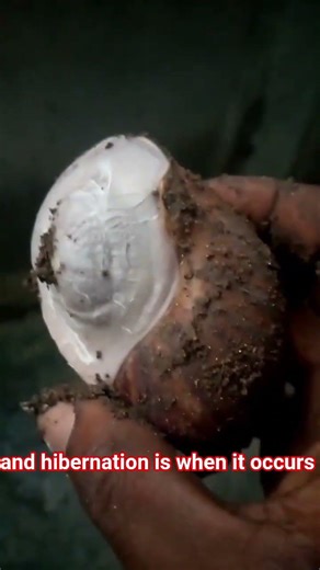 Snail Aestivation and Hibernation #snailfarming #aestivation #hibernation