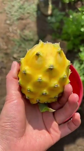 Harvesting Techniques for Picking Ripe Yellow Dragon Fruit