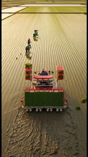 WOW! Mesin Tanam Padi Ini Bikin Panen Lebih Cepat & Hemat Biaya