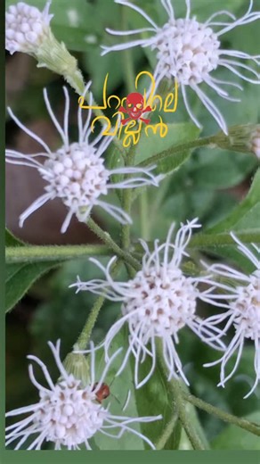Dr̲.L̲e̲k̲s̲h̲m̲i̲ S̲u̲r̲e̲s̲h̲ on Instagram: "One of the most destructive invasive species in the world.. #eupatorium #chromolaena #botany #plants #plantlover"