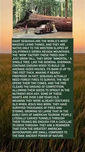 The Immortal Giants of California