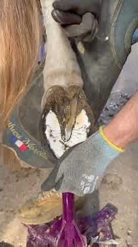 Mastering Hoof Care: The Right Way #shorts #secrethacks #habitsthatchangeyourlife #youtubeshorts