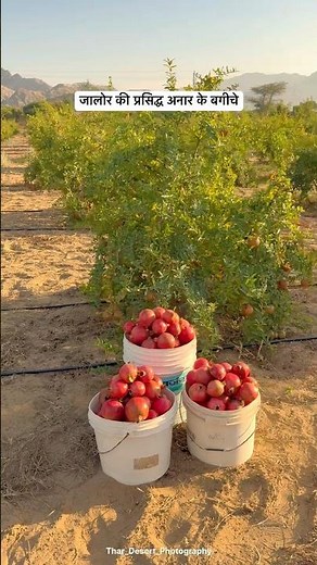 जालोर की प्रसिद्ध अनार😍 #Pomegranate #fruit #villagelife #desi #youtubeshorts #shorts