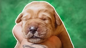 16K views · 1.3K reactions | One Week Old Labradors Get Milk Mustaches!! | Life With Labradors | Facebook