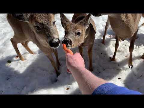 FEEDING WILD DEER CARROTS