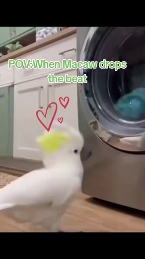 #petsoftiktok#macawsoftiktok #Macaw's dance battle mood#The bird said watch my dance#Macawwithgrooves | Sahil Khan