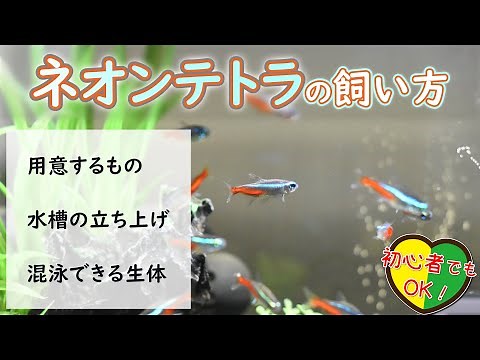 ネオンテトラの飼い方｜水槽のサイズや混泳できる生体など