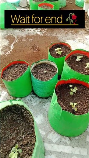 terrace transformation #shortsfeed #garden #viral #trendingshorts