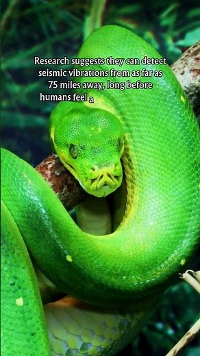 Did you know snakes exhibit unusual behaviors before an Earthquake?