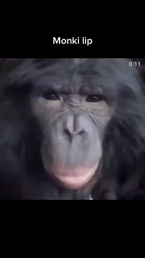_MonkeyBusiness on TikTok