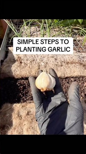 Here are simple steps of how to plant garlic #busychrisgardening #howtoplantgarlic