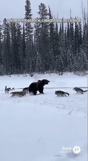 Wolf Pack vs Grizzly Bear 🐺🐻| Fight Caught in North America