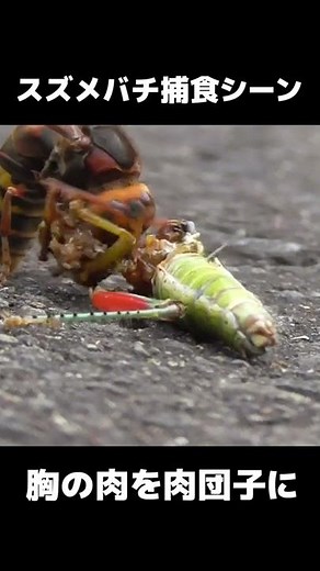 スズメバチ捕食シーン #shorts