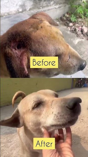 Wound healing process | maggot recovery | dog video