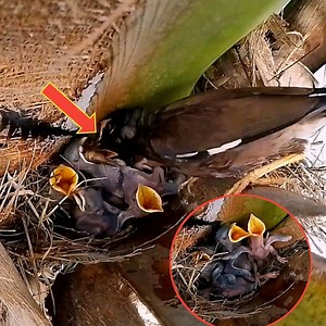 33K views · 2.6K reactions | Myna bird Mother Bird Feeding Babies Baby Birds Eat Cricket Bird | Review Bird Nest | Facebook