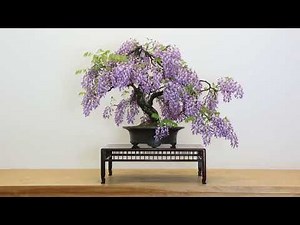 Bonsai techniques: Flowering Bonsai care by Andrew Robson
