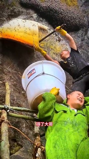 99K views · 1K reactions | Harvested, harvested, very happy to collect honey today. . #beekeeping #amazing #life #lifestyle #bees #beekeeper #bee #fypシ゚ #reelsviralシ #honey #beekeepers #reelsfypシ #beesofinstagram #nature #fashion #beeswax #honeybees #savethebees #honeybee | Searching For Honey | Facebook