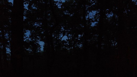 181K views · 1K reactions | Turn your sound on! The evening song of...