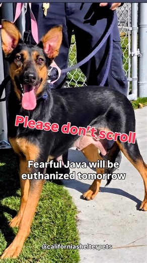 California Shelter Pets - Adoptable Dogs and Cats in California on Instagram: "💔 Java Chip’s final notice expired on 12/02. She is past deadline and still alive — but has no interest and will be euthanized tomorrow morning at Downey ACC. Java Chip #A5738898 2y blk/tan Female Sheperd/ Doberman mix 54 lbs Java Chip is a 2-year-old Shepherd/Doberman mix who was used for breeding and then dumped on the streets when she was no longer wanted. When she was finally picked up, she didn’t find comfort. S