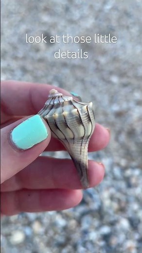 Finding a Lightning Whelk Shell #beach #seashells