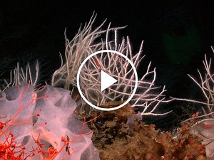 ScienceTake: Killer Sponges