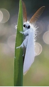 98K views · 4.7K reactions | Meet the Venezuelan Poodle Moth—yes, that is its real name. Discovered in 2009, this fluffy insect from Venezuela looks more like a tiny poodle than a moth. With its white fur-like body and fuzzy antennae, it has stunned scientists and bug lovers around the world. Nature really said: “What if a moth, but make it adorable?” #Moths #AI | Discvr Blog | Facebook