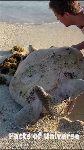 Why is a turtle's shell important? #turtle