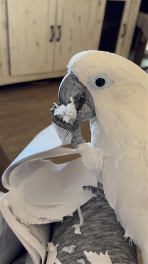 One of the Cottonwood 15 rescue’s, Saxis playing hard with the junk mail. He’s the best paper shredder ever! Anyone need bills or homework shredded? #junkmail #cottonwood15 #rescue | A Tropical Concept Exotic Bird Rescue