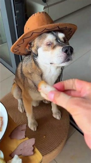A dog with a calm and steady demeanor—you won’t know the joy of dog ownership until you ha