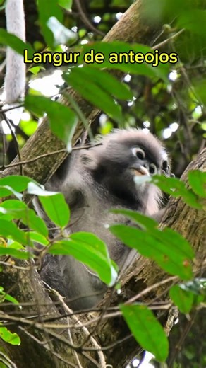 Langur de Anteojos en Kuala Lumpur